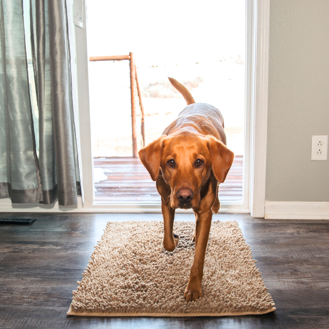 Dog Door Mat for Dirty Paws – Highly Absorbent Floor Mat – Cream