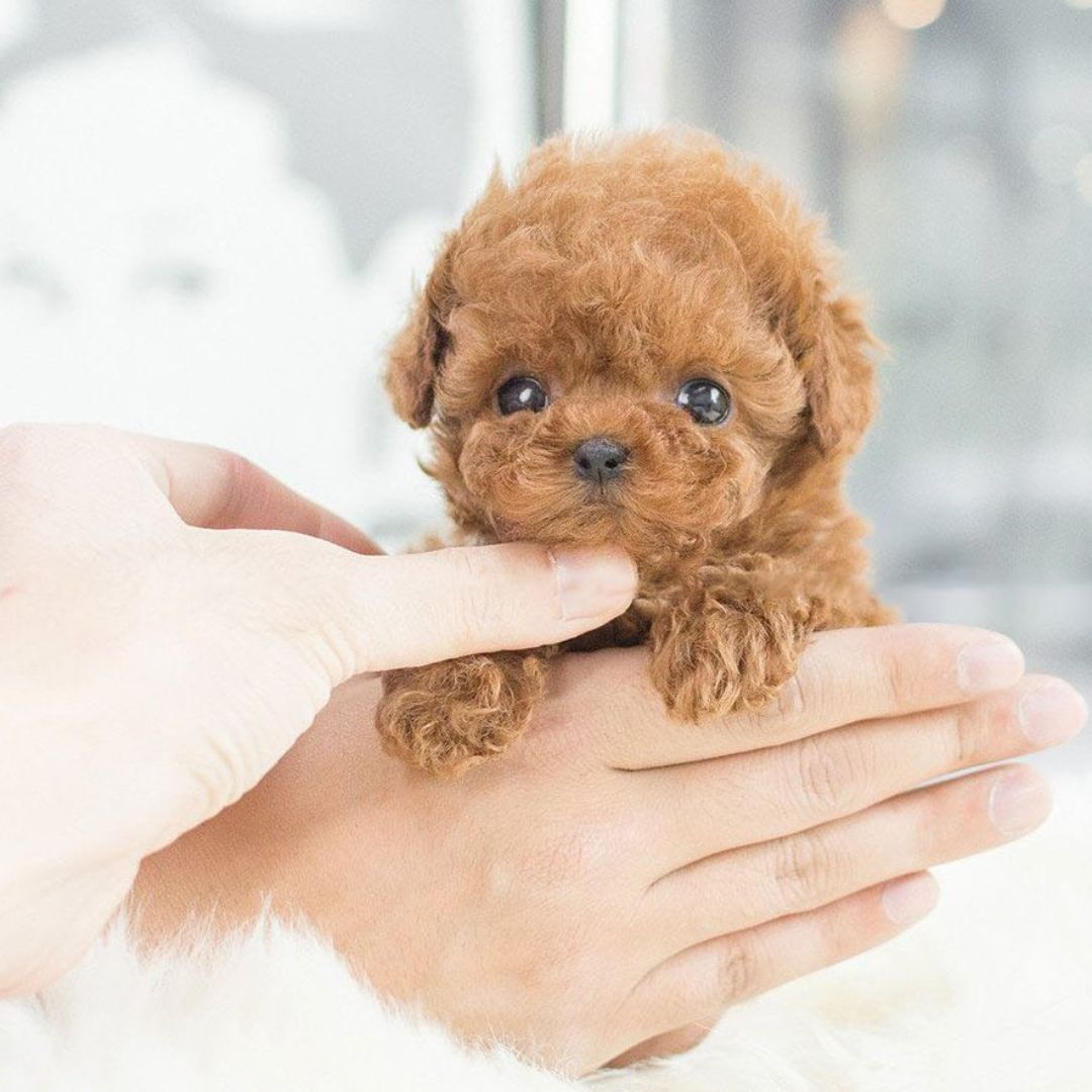 Smart Interactive Puppy Toy with Lifelike Features